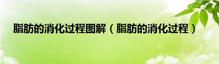 脂肪的消化过程图解（脂肪的消化过程）